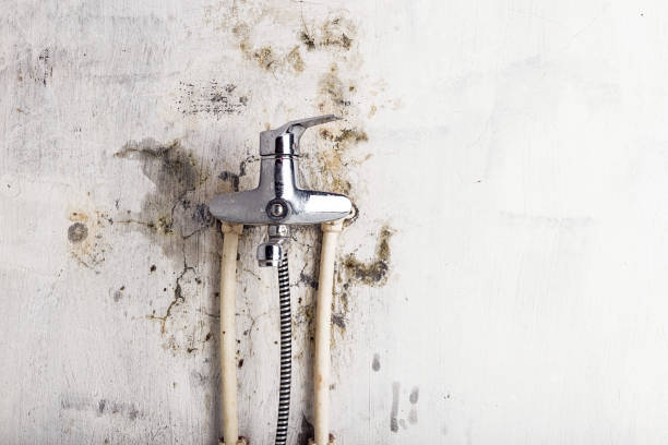 Best Professional Mold Removal  in Sibley, IA