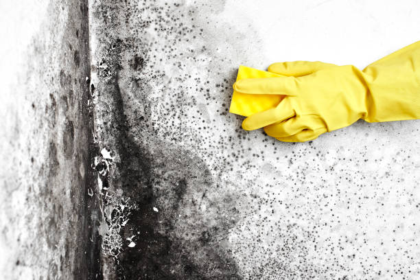 Best Commercial Mold Removal  in Sibley, IA