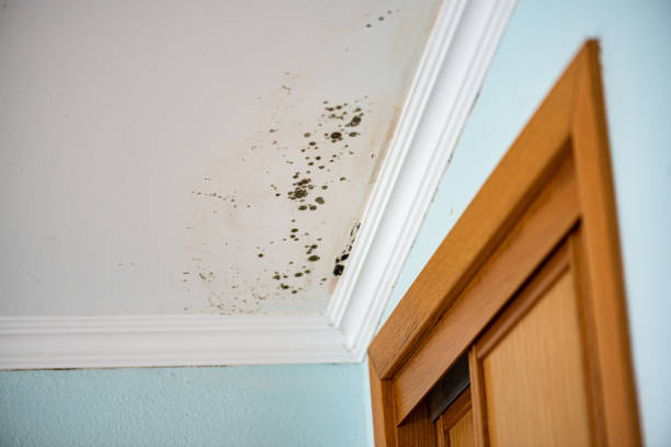 Best Crawl Space Mold Removal  in Sibley, IA