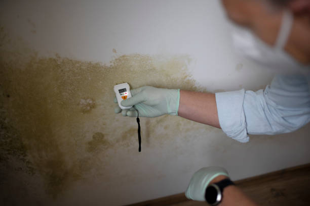 Best Attic Mold Removal  in Sibley, IA