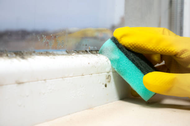 Best Residential Mold Removal  in Sibley, IA