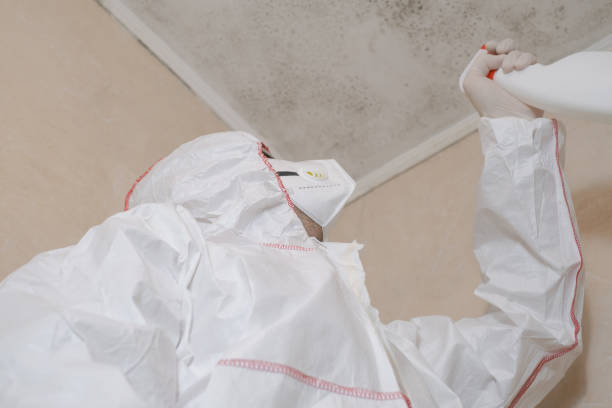 Mold Testing and Removal in Sibley, IA