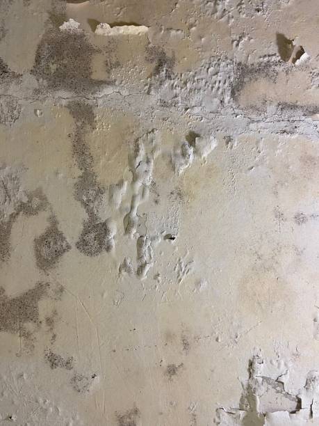 Best Affordable Mold Removal  in Sibley, IA