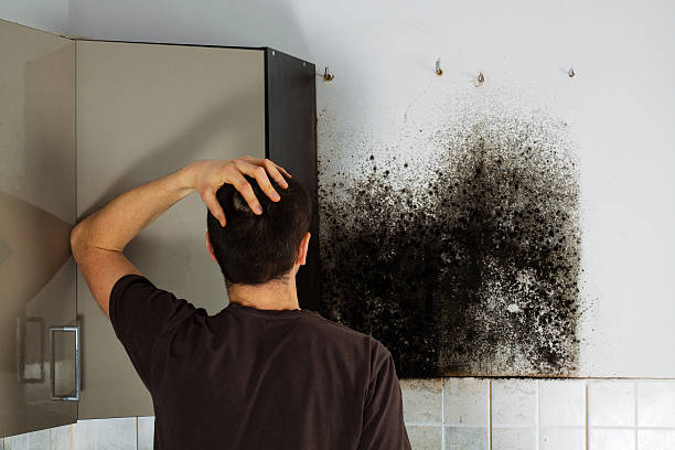 Best Mold Cleaning Services  in Sibley, IA