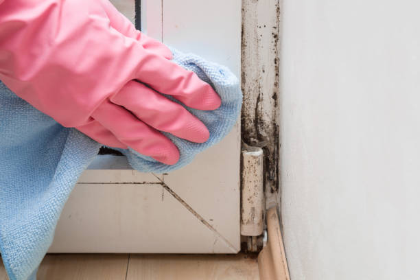 Best Toxic Mold Removal  in Sibley, IA