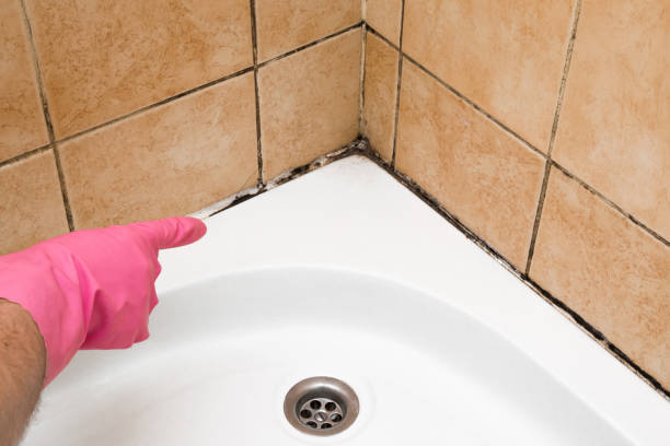 Best Mold Damage Repair  in Sibley, IA