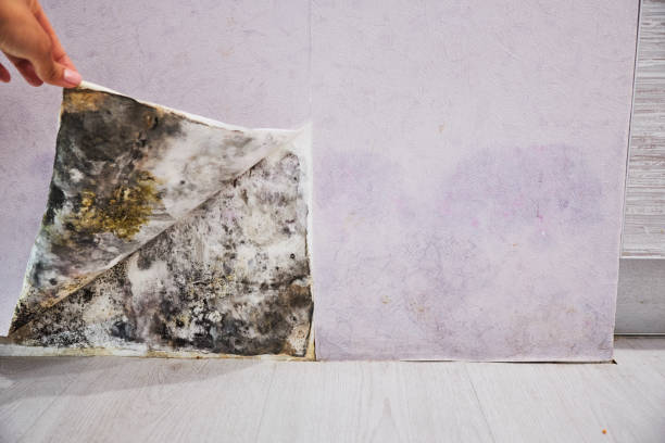 Best Certified Mold Removal  in Sibley, IA